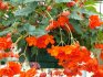 Varieties and characteristics of bush begonias