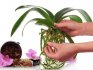 How to cure an orchid?