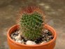 What kind of care do cacti need?