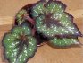 Caring for decorative leaf begonia