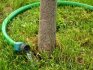 Recommendations for caring for the root system of a tree