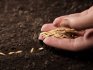 Podmínky a pravidla pro výsadbu semen
