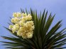 Yucca pests and diseases