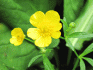 The use of creeping buttercup in medicine