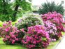 How to choose a flowering shrub for your garden