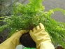 Fern care features: watering, transplanting, feeding