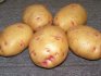 Late-ripening potato varieties