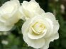 Growing conditions for roses
