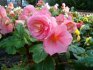 Planting begonias: rules and terms