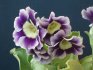 What is Auricula afraid of?