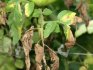 Diseases and pests of tomato Perseus