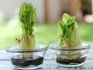Výsev salátu na parapetu