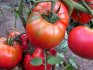 Briga za rajčicu Khlebosolny