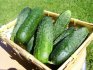 Greenhouse cucumber varieties