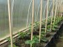 Výsadba okurek ve skleníku
