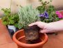 Why transplant potted plants