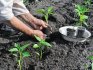 When and how to transplant seedlings into the garden