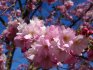 What sakura varieties can be grown from seeds
