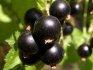How is the growing season for currants and gooseberries?
