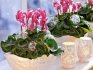 Competent care of cyclamen
