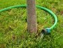 Care tips: watering, feeding, pruning