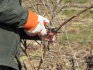 Pruning in the first and second year of the vine