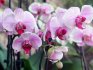 Orchids: species, varieties