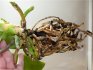 Why do plant roots dry?