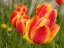 Tulip care