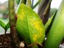 Leaves turn yellow - the reason: pests