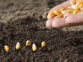 A kukorica ültetésének feltételei és szabályai