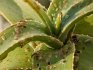Possible problems of growing agave