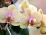Növekvő papiopedilum és phalaenopsis orchideák