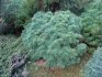 Vlastnosti a nejlepší odrůdy borovice Weymouth