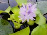 Water hyacinth (eichornia)