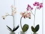 Glass pots for orchids