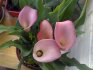 How to properly care for calla lilies?