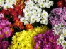 Cele mai bune soiuri de crizanteme pentru depozitare pe termen lung