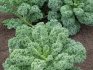 Cum să ai grijă de varza Kale