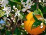 Growing oranges at home