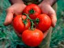 Selection of the best varieties of tomatoes for growing by greenhouse and open method