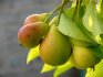 Features of caring for a winter pear