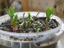 Pravidla výsadby semen borovice