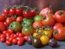 Varieties of "multi-colored" tomatoes