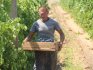 Sfaturi pentru viticultori