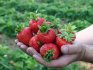 Benefits of the bagged strawberry planting method