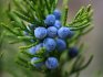 Features of the structure and healing properties of juniper