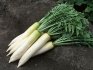 Features of growing Japanese radish