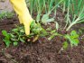 Agrotechnická opatření při hubení plevelů