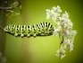 Folk remedies against caterpillars on the site